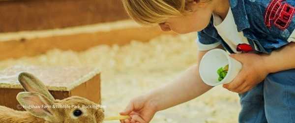 Family Fun at Hogshaw Farm and Wildlife Park, Buckinghamshire